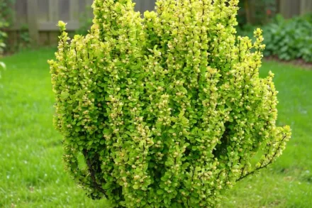 Голден Рокет Барбарис Тунберга / Berberis thunbergii Golden Rocket