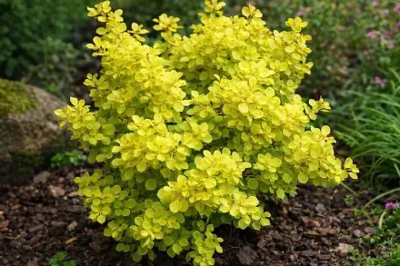 Барбарис Тунберга Голден Цверг / Berberis thunbergii Golden Zwerg