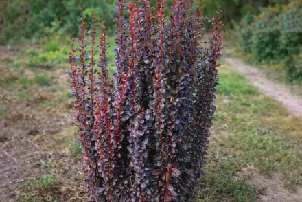 Барбарис Тунберга Хелмонд Пілар / Berberis thunbergii Helmond Pillar