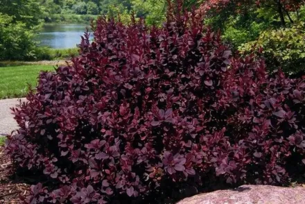 Барбарис Тунберга Конкорд / Berberis thunbergii Concorde