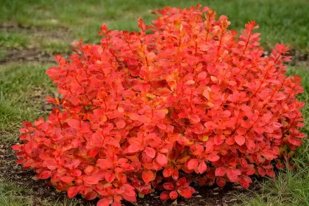 Барбарис Тунберга Корал / Berberis thunbergii Coral