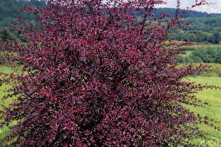 Барбарис Тунберга Ред Чіф / Berberis Thunbergii Red Chief