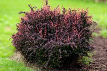 Rose Glow Berberis thunbergii / Барбарис Тунберга Роуз Глоу