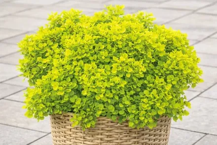 Барбарис Тунберга Тіні Голд / Berberis thunbergii Tiny Gold