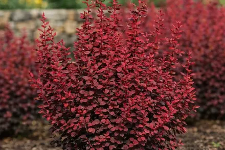 Барбарис Тунберга Веніс / Berberis thunbergii Venice