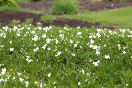 Барвінок малий Альба / Vinca minor Alba