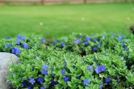 Барвінок малий Боулз Верайєті / Vinca minor Bowles’s Variety