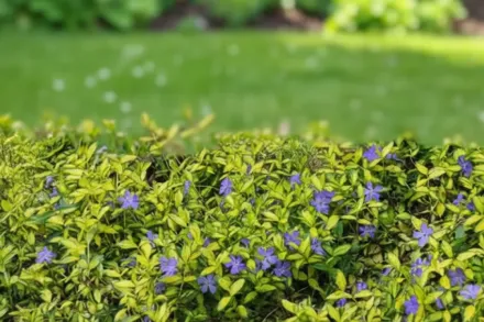 Барвінок малий Іллюмінейшн / Vinca minor Illumination