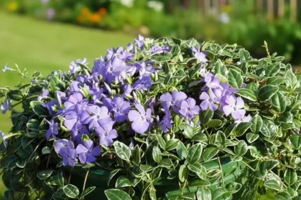 Барвінок малий Ральф Шугерт / Vinca minor Ralph Shugert