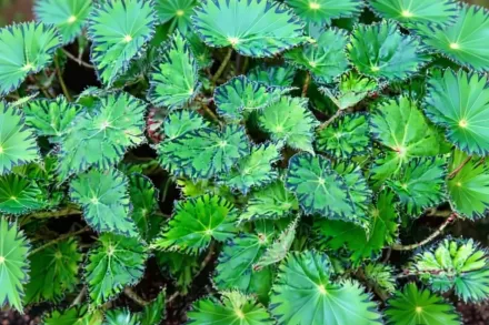 Бегонія Бауера / Begonia bowerae