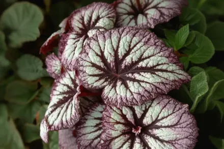 Бегонія Фаєрворкс / Begonia Fireworks