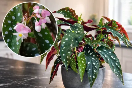 Бегонія макулата / Begonia maculata