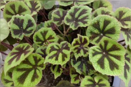 Бегонія масоніана / Begonia masoniana