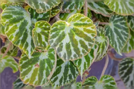 Бегонія Сілвер Джевел / Begonia Silver Jewell