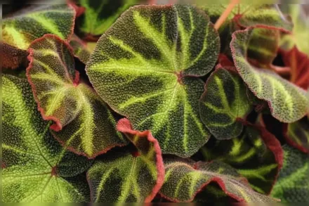 Бегонія солі-мутата / Begonia soli-mutata