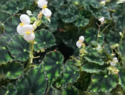 Бегонія Тайгер Поуз / Begonia Tiger Paws