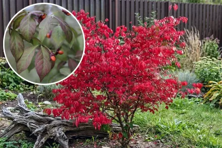 Бересклет крилатий Компактус / Euonymus alatus Compactus