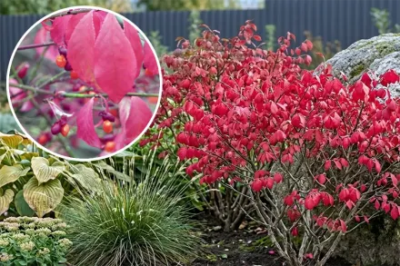 Бересклет крилатий / Euonymus alatus