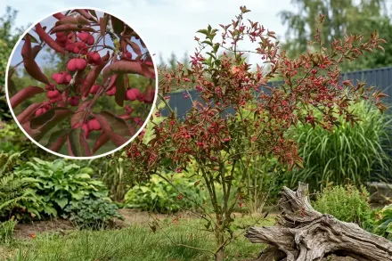Red Cascade Euonymus europaeus / Бересклет європейський Ред Каскад
