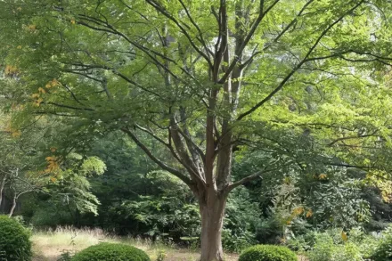 Береза алеганська