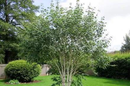 Береза корисна