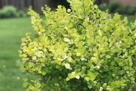 Береза нана