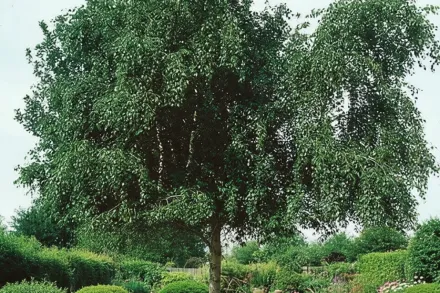 Береза повисла / Betula pendula