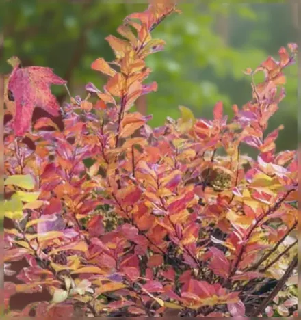 Тор Голд Березолиста спірея / Spiraea betulifolia Tor Gold