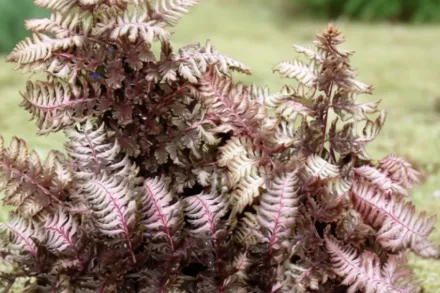 Бургунді Лейс Безщитник  / Athyrium niponicum Burgundy Lace