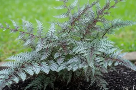 Red Beauty Athyrium niponicum / Безщитник  Ред Бюті