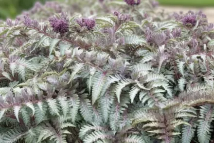 Урсулас Ред Безщитник  / Athyrium niponicum Ursula’s Red