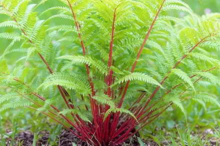Леді ін Ред Безщитник жіночий / Athyrium filix-femina Lady in Red