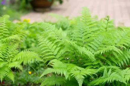 Athyrium filix-femina / Безщитник жіночий