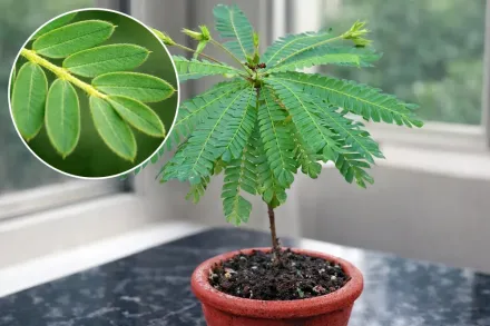 Біофітум чутливий / Biophytum sensitivum