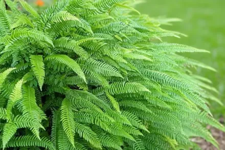 Блехнум колосистий / Blechnum spicant