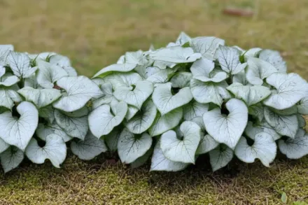 Бруннера Лукінг Глас / Brunnera macrophylla Looking Glass