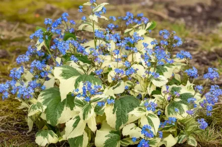 Бруннера Варієгата / Brunnera macrophylla Variegata