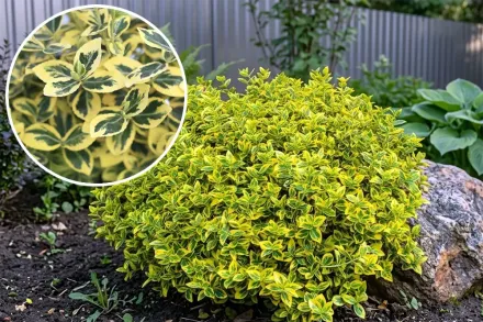 Бруслина Форчуна Емеральд н Голд / Euonymus fortunei Emerald n Gold