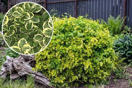 Бруслина Форчуна Канадейл Голд / Euonymus fortunei Canadale Gold