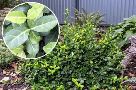 Бруслина Форчуна Колоратус / Euonymus fortunei Coloratus