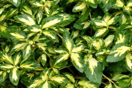 Бруслина Форчуна Санспот / Euonymus fortunei Sunspot