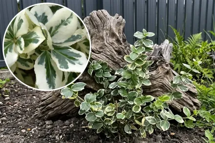 Бруслина Форчуна Сільвер Квін / Euonymus fortunei Silver Queen