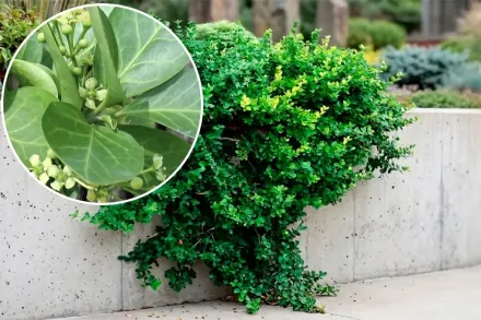 Бруслина Форчуна / Euonymus fortunei