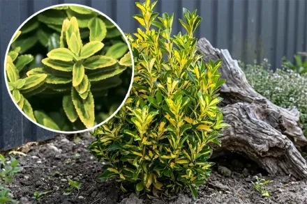 Бруслина японська Мікрофіллус Ауреоваріегатус / Euonymus japonicus Microphyllus Aureovariegatus