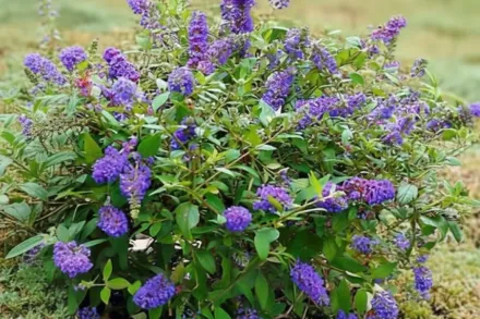 Блу Чіп Буддлея Давіда / Buddleja Blue Chip