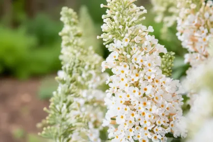 Базз Айворі Буддлея Давида / Buddleja davidii Buzz Ivory