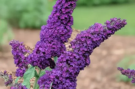 Базз Міднайт Буддлея Давида / Buddleja davidii Buzz Midnight