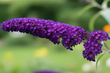 Блек Найт Буддлея Давида / Buddleja davidii Black Knight
