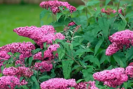 Пінк Делайт Буддлея Давида / Buddleja davidii Pink Delight