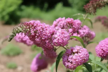 Пінк Каскад Буддлея Давида / Buddleja davidii Pink Cascade